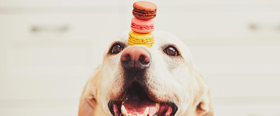 A white dog stares at three cookies of different colors balancing near the end of his nose.