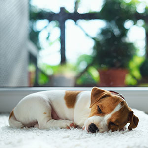 Practicing good sleep health, a beagle rests peacefully on white carpet next to a window.